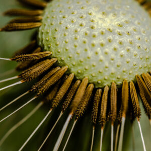 Close-up Dandelion