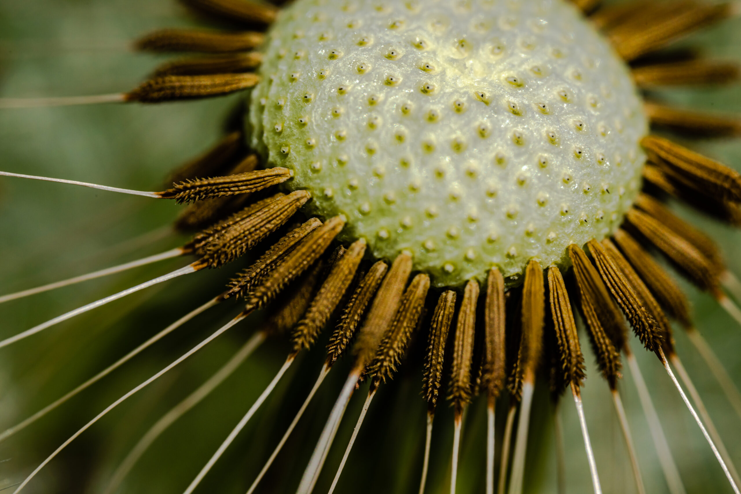 Close-up Dandelion