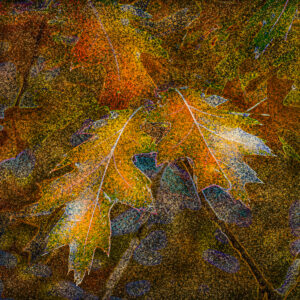 Autumn Leaves II, Nature, Trees, Fall