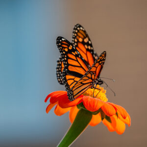 Butterfly III, Insectes, Nature