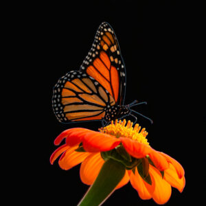 Butterfly I, Insectes, Nature, black background