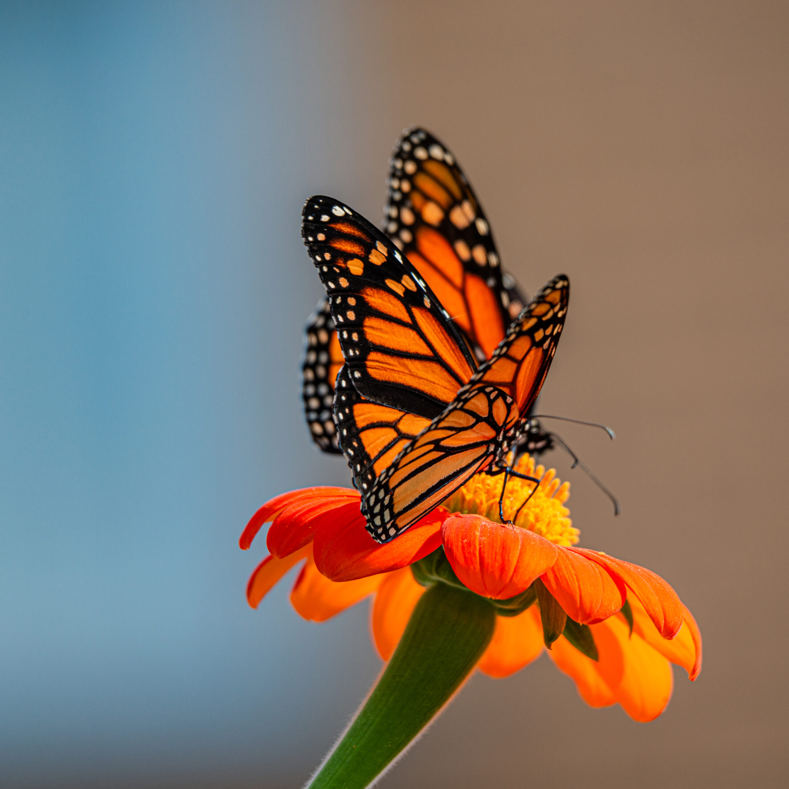 Butterfly III, Insectes, Nature